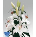 ΛΙΛΙΟΥΜ ΟΡΙΕΝΤΑΛ ΛΕΥΚΟ 5/7 LILIUM  OR  PACIFIC OCEAN 5/7